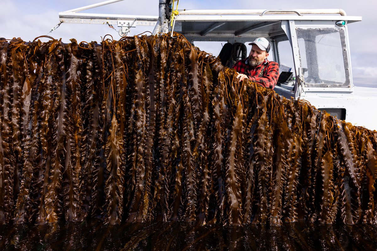 GreenWave tweet media