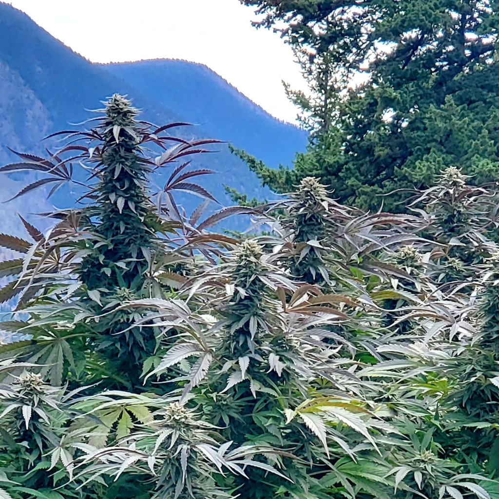 WeatherdIslands's tweet photo. Texada Timewarp X Apricot Kush 7g
SOLD OUT - but dont worry we will get this back in stock ASAP
Stay tuned! https://t.co/w6NnymPb43