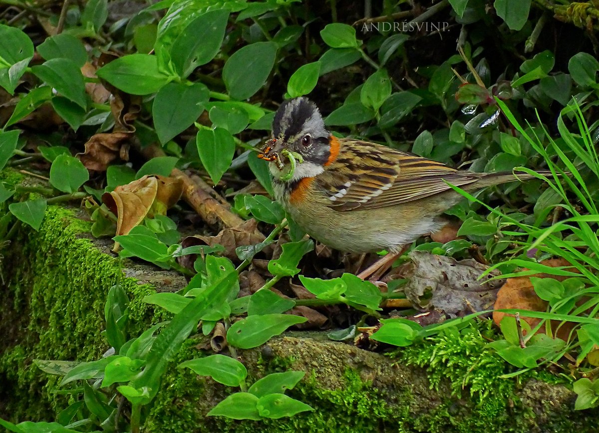 Ahí estaba, entre el matorral, con su pico lleno de gusanos para llevarlos al nido. Copetón. #AvesDeColombia #birdlovers #Naturaleza #NatureIsAmazing