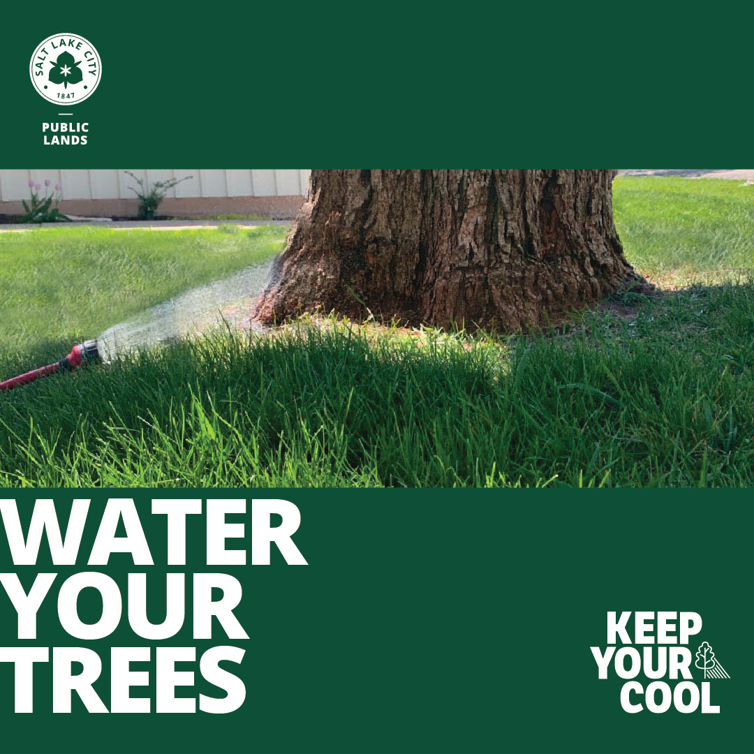 Slc Tree Protection 💧 With all the rain we have received this spring, do I still need to ...