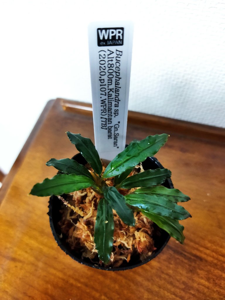 SatoさんBucephalandra 000000012030_H8mZOBP.jpg