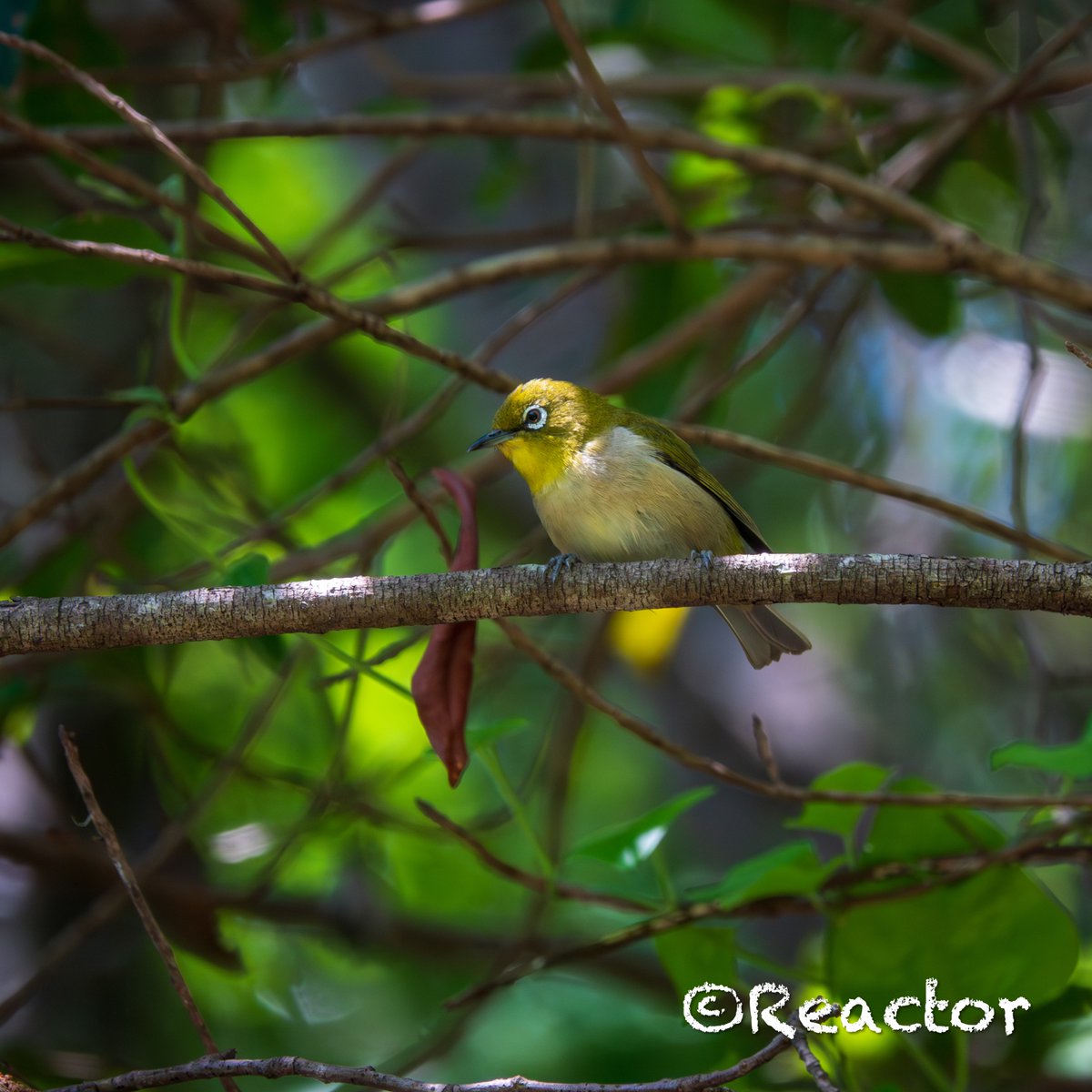 Reactor_1234's tweet photo. おはようございます🐥
RX10M4
F4  1/500  ISO400
#メジロ https://t.co/rnCaqA5atQ