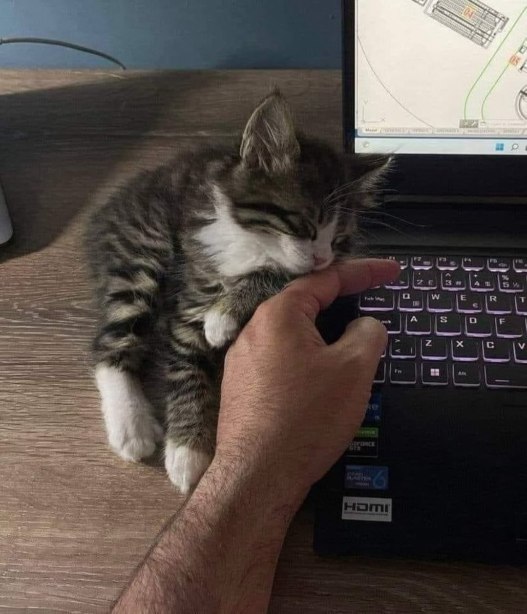 Punch Cat (@punchingcat) on Twitter photo 