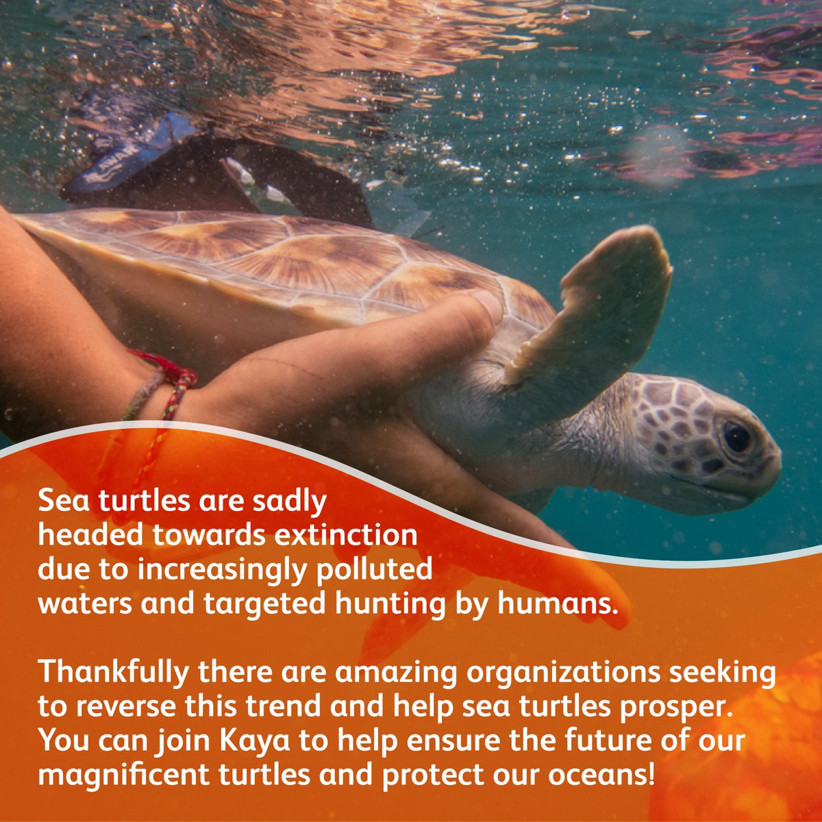 It's World Turtle Day! These beautiful sea creatures are sadly headed towards extinction due to increasingly polluted waters and hunting by humans. Kaya runs dedicated conservation programs with amazing organizations looking to reverse this trend! hubs.ly/Q02yl50z0