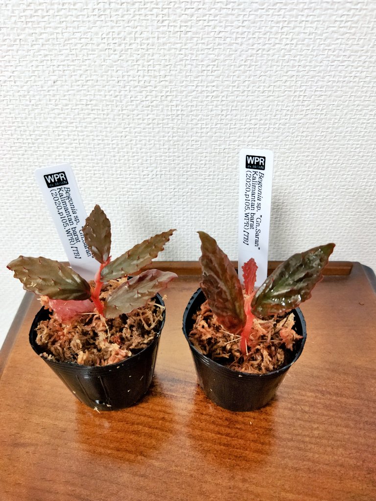 超爆安 Report Plants World ex  X: on JAPAN その他観葉植物