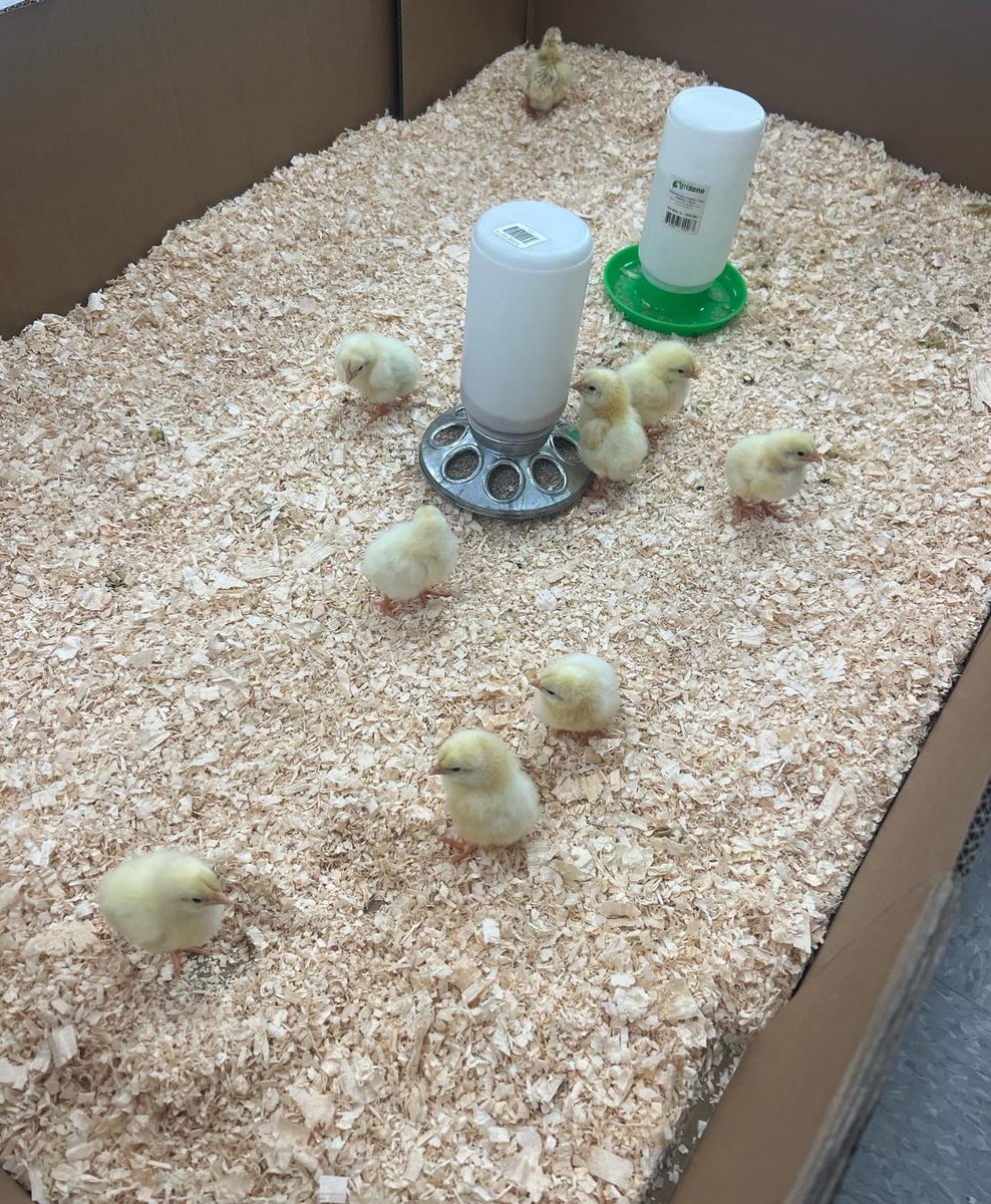 Lawrencetown School tweet media