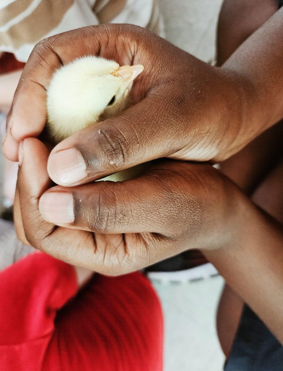 Lawrencetown School tweet media