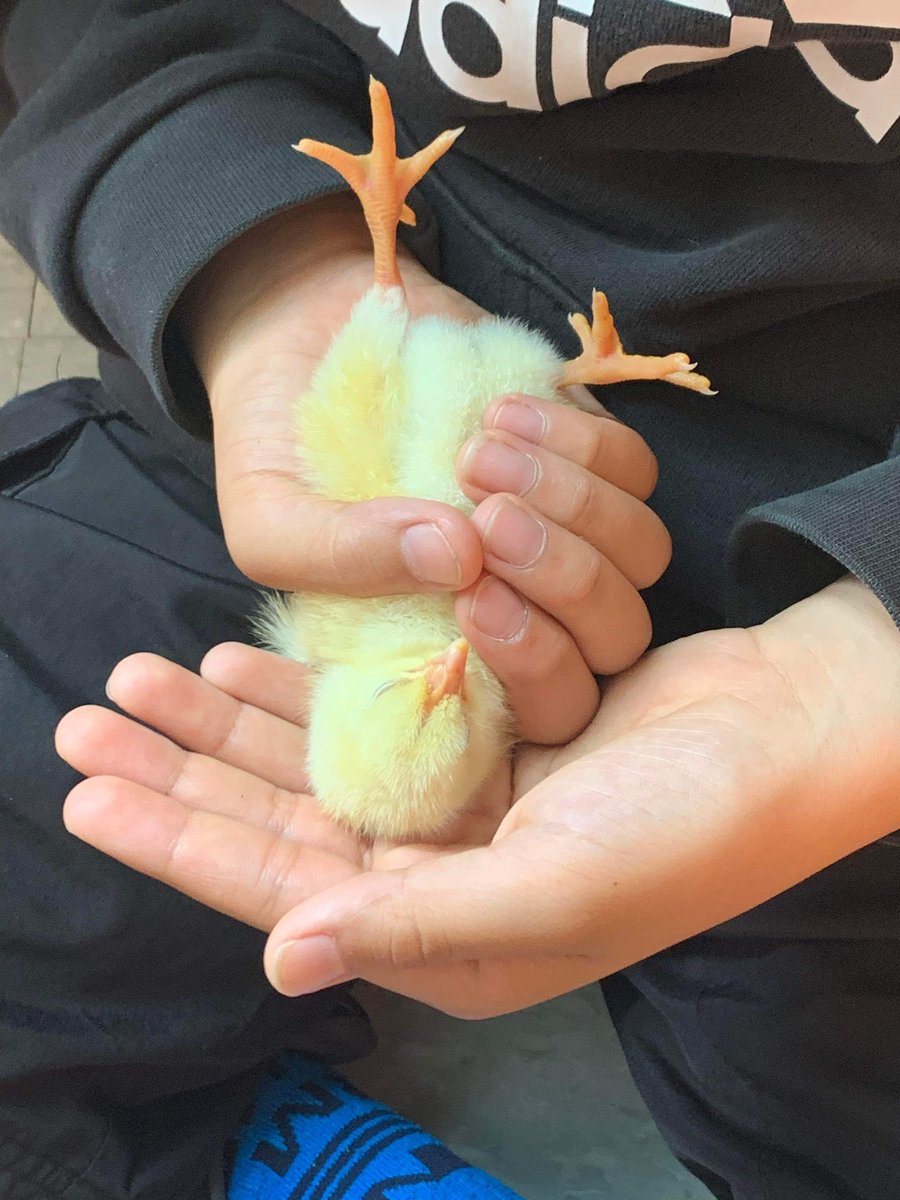 Lawrencetown School tweet media