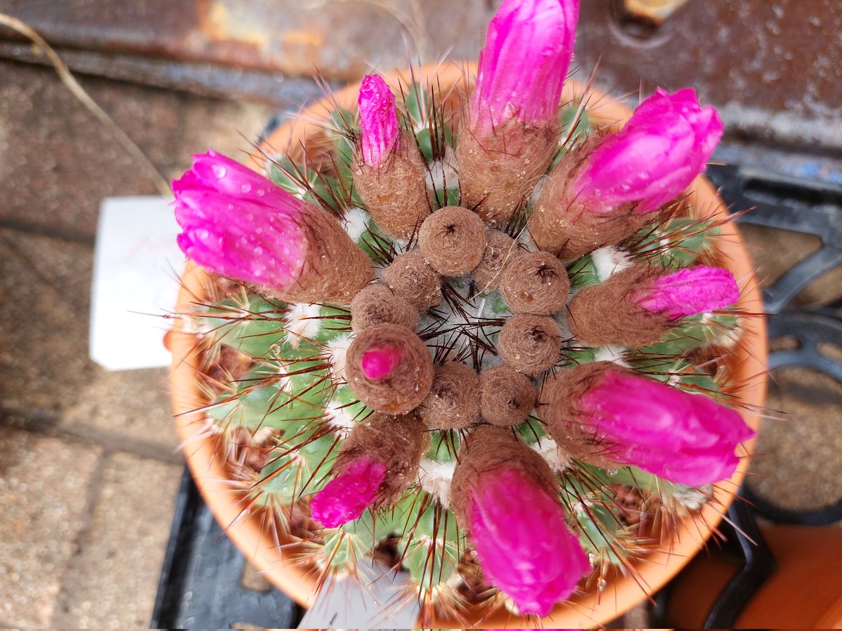 watajozouen's tweet photo. cactus flowering🌸🌸🌸
#cactuses #flowering #cacti #サボテン #仙人掌 #flowers
#ガーデニング #garden #gardens #gardening #多肉植物 #株式会社渡城造園 https://t.co/QPPgWjcjvW