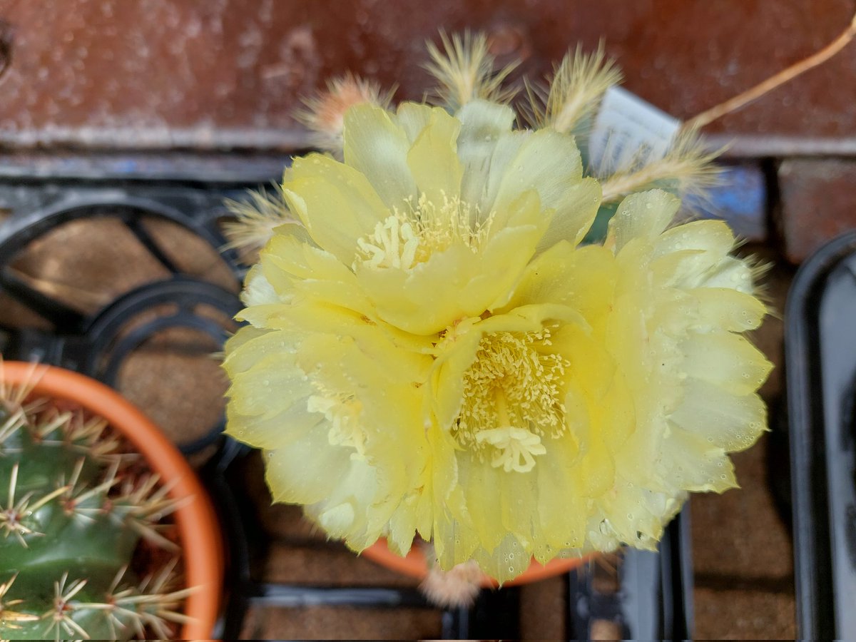 watajozouen's tweet photo. cactus flowering🌸🌸🌸
#cactuses #flowering #cacti #サボテン #仙人掌 #flowers
#ガーデニング #garden #gardens #gardening #多肉植物 #株式会社渡城造園 https://t.co/QPPgWjcjvW