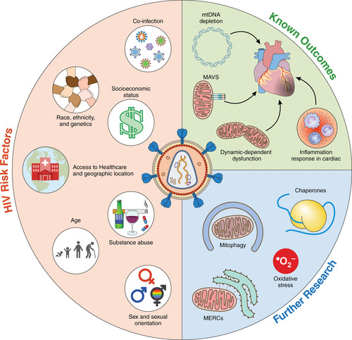 Awesome paper 'Connection Between HIV and Mitochondria in Cardiovascular Disease and Implications for Treatments' now published in @CircRes by @CWanjallaMDPhD @phdgprotein86 ahajournals.org/doi/10.1161/CI…