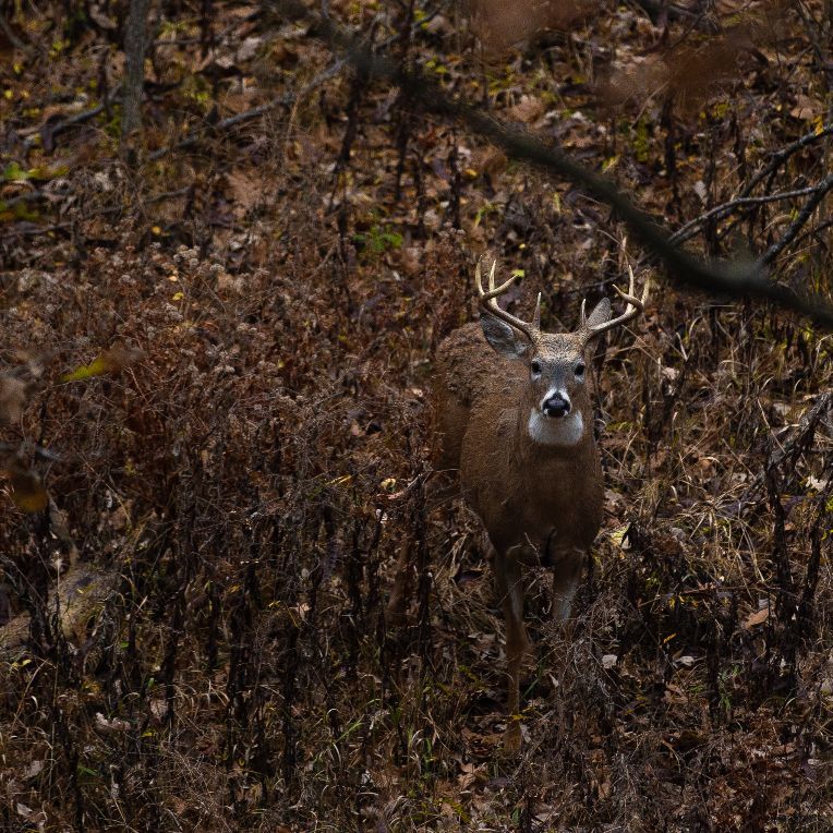 BuxHunting's tweet photo. This guy comes walking under your stand, Shoot or pass?

#bux • #buxhunting • #thenextgeneration • #ihuntbux https://t.co/bk0p6Rt1eL
