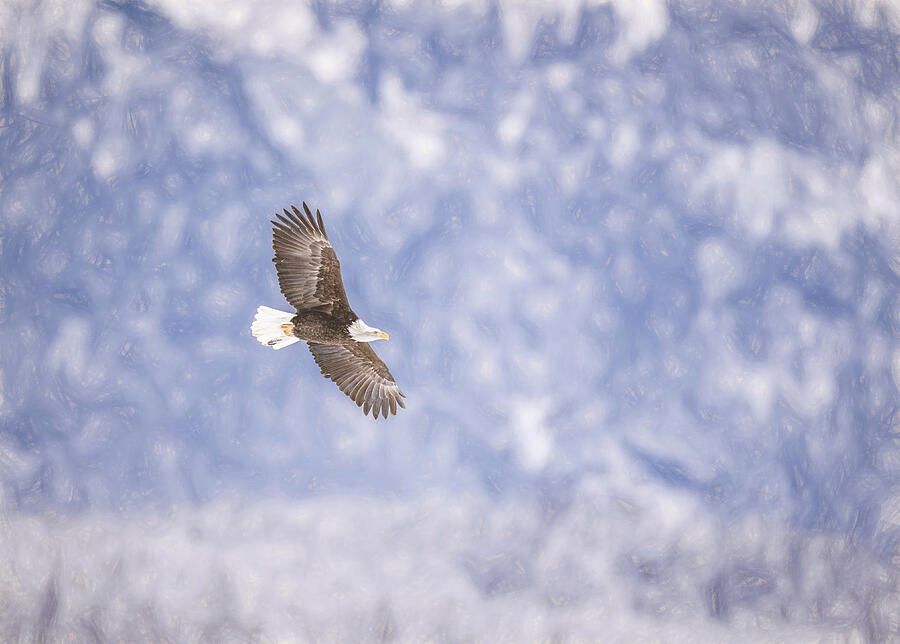 Eagle Soaring High in Alaska Artistic! buff.ly/3vXmt9R #eagle #baldeagle #birdsinflight #raptor #alaska #winter #haines #birdphotography #travel #travelphotography #birds @joancarroll