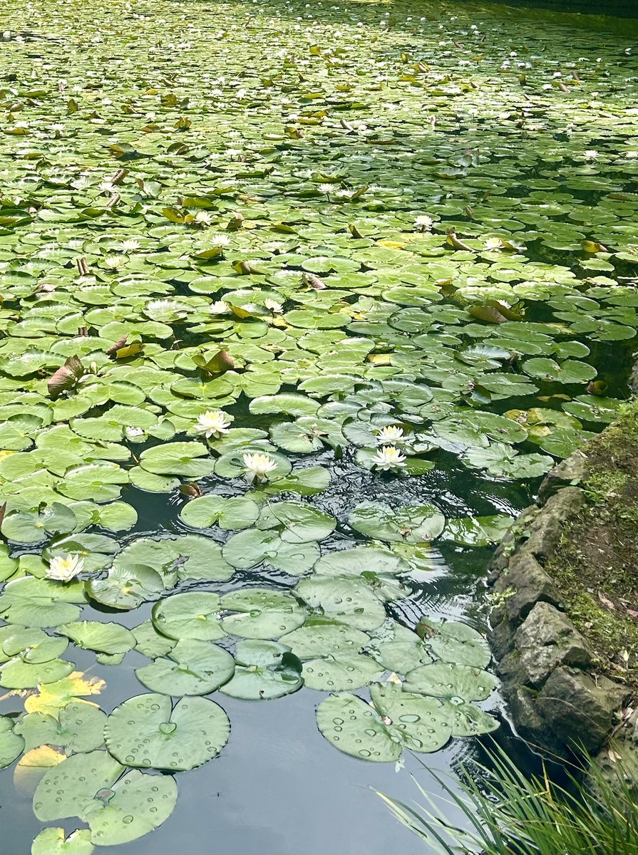 NoriGuide's tweet photo. The #waterlilies have begun their season and can be enjoyed until around Oct. The fusion of tradition and modernity is one of #Tokyo's attractions, and here you can enjoy the contrast between the traditional #Japanesegarden and the #TokyoDome!🪷🏟️ #japan #koishikawakorakuen #trip https://t.co/a9cZOBuIfo