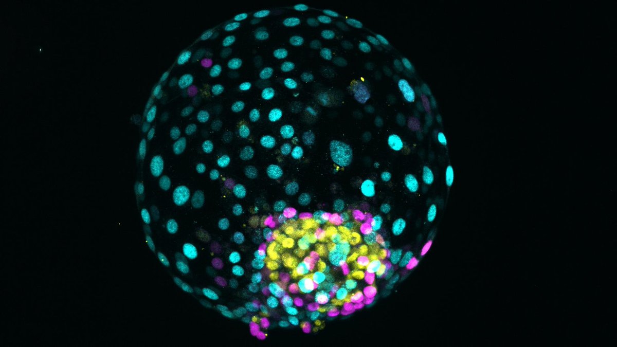 Today, at the Long Night of Research, discover how developing 3D miniature models - 'organoids' from induced pluripotent stem cells can provide insights into disease mechanisms and promote the development of new therapies. Visit our research station: langenachtderforschung.at/station/1135