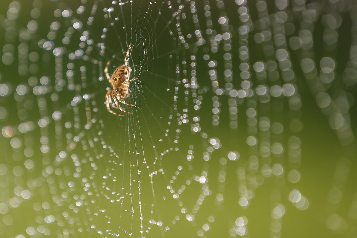 “Some Pig”. Charlotte spins her magic on the diamonds of dew on her web early in the morning. #spider #dew #insects #light