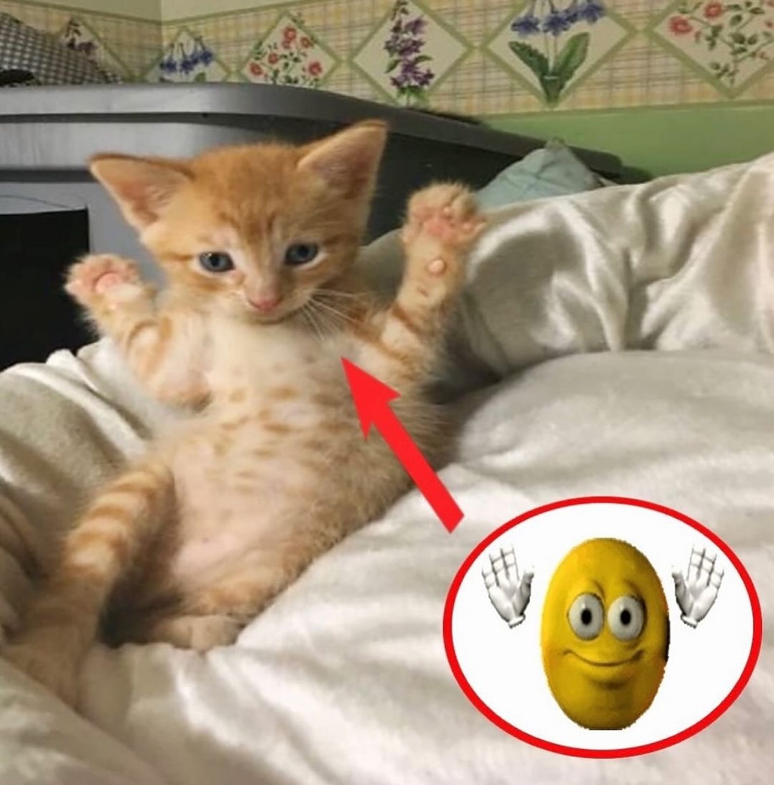 Punch Cat (@punchingcat) on Twitter photo 