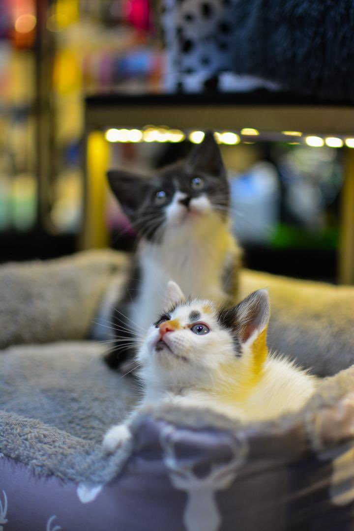 protectoraASN's tweet photo. Apoya con RT a estos pequeños 🥺💕, son más de 25 gatitos de menos de 2 meses esperando una oportunidad. Ellos no tienen redes sociales, ni WhatsApp para ayudarse con difusión.

Para cualquier info puedes escribir al siguiente enlace ⤵️
https://t.co/bPEcLJ4vJd ✨

 #Merida https://t.co/KJ7oYJqblp