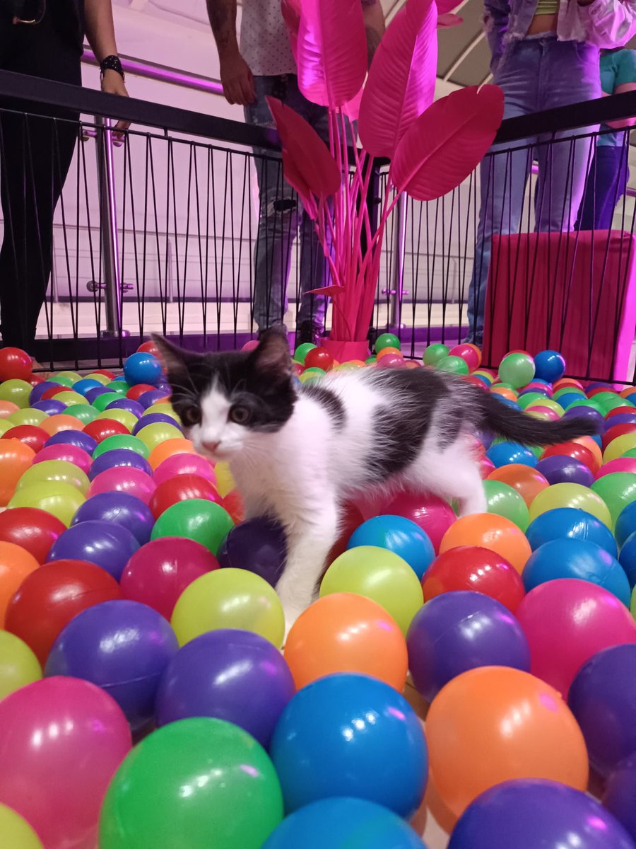 protectoraASN's tweet photo. Apoya con RT a estos pequeños 🥺💕, son más de 25 gatitos de menos de 2 meses esperando una oportunidad. Ellos no tienen redes sociales, ni WhatsApp para ayudarse con difusión.

Para cualquier info puedes escribir al siguiente enlace ⤵️
https://t.co/bPEcLJ4vJd ✨

 #Merida https://t.co/KJ7oYJqblp