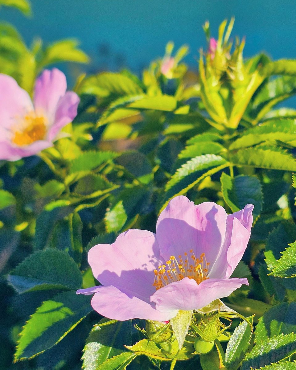 Wild Roses started blooming in the Niagara Gorge today! I found these on my way home from work. 💘 
 #niagarafalls #shareyourweather @ThePhotoHour #StormHour