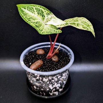 Picked up a house plant hobby a few months ago n decided to test out my new lightbox with a few of my favorites