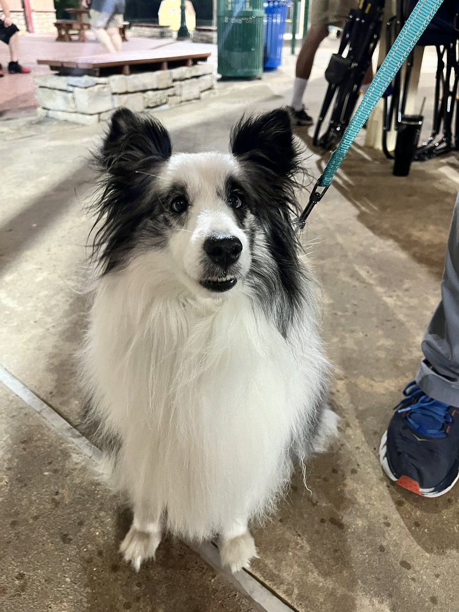 AllenSports_SB's tweet photo. And last but not least this season, Ms Gracie 😍😍😍 https://t.co/JQLOZ8yMwi