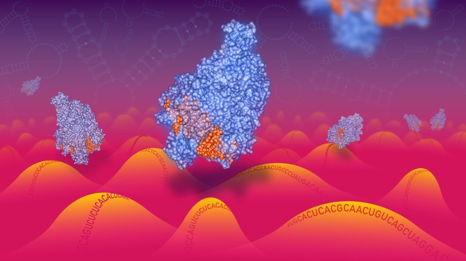 🚨New lab preprint! 🚨

A deep dive to shed light on a long-standing controversy with RNA-targeting CRISPRs: Do they have high levels of collateral (trans) cleavage of other RNAs in the cell ✂️✂️✂️ — or not?

New work from talented PhD student #SydneyHart &amp; others in our lab. 📰
