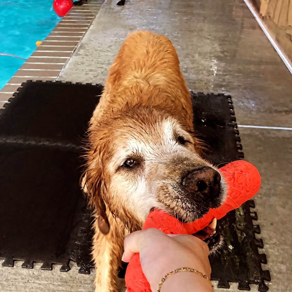 Our @TrentonThunder season starts in less than 2 weeks, so I'm taking a short vacation @GreenLeafPups. I made some new frens and of course went swimming. I'm going to practice retrieving bats tomorrow and then get groomed before Dash and I go home.