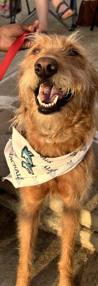 AllenSports_SB's tweet photo. Here’s our new friend, the majestic Glory! She’s watching a thriller of a 10U All Star Game on Field 1! https://t.co/gmaGaDPyQz