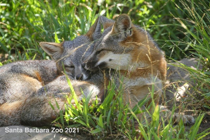 ifoxtweet's tweet photo. FIF is sad to learn of the loss of Clark at the Santa Barbara Zoo. Nearly all island foxes live in the wild, only a few live in captivity as rescued individuals. The Santa Barbara Zoo has long been a champion for island foxes. Clark couldn't have had better care. https://t.co/BfRdSGS5oz