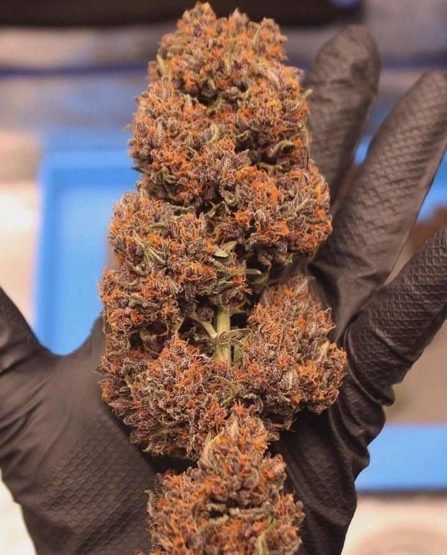 📸 Purple Punch 🤜 #weed