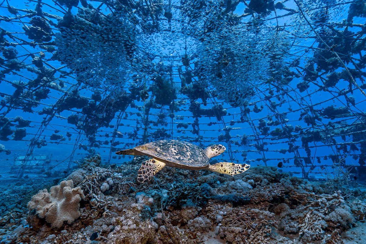 📷Les photographes du concours photo 2023 pour la Journée des #Océans ont capturé des images puissantes mettant en lumière l'océan et notre relation avec lui. Découvrez le pouvoir de la narration visuelle dans notre nouvelle exposition #PlanetOcean buff.ly/3wwxfVa 🌊✨