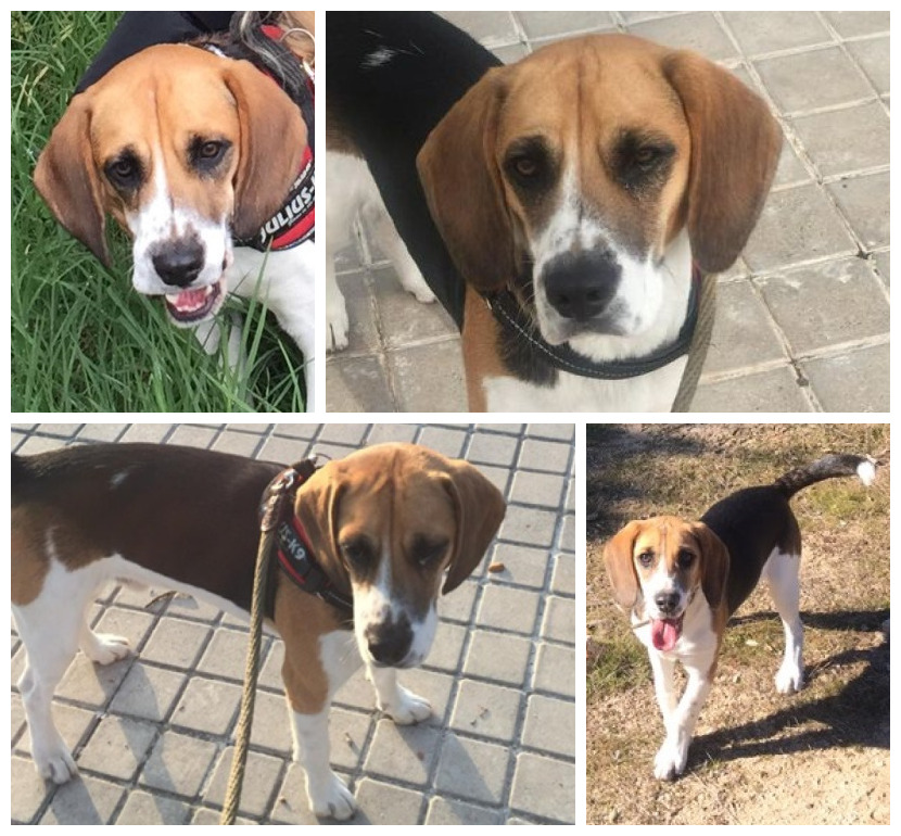 #madrid 
ROKY #beagle de 6 años EN #adopcion 
Su familia NO puede atenderlo
Sociable con niños y 🐶 ,NO testado con 🐱
Actualmente pesa 13kg
Se entrega chipado,vacunado,desparasitado y CON compromiso de castracion
CONTACTO 📩facenuevavida@gmail.com
#adopta #adoptame #adoptables