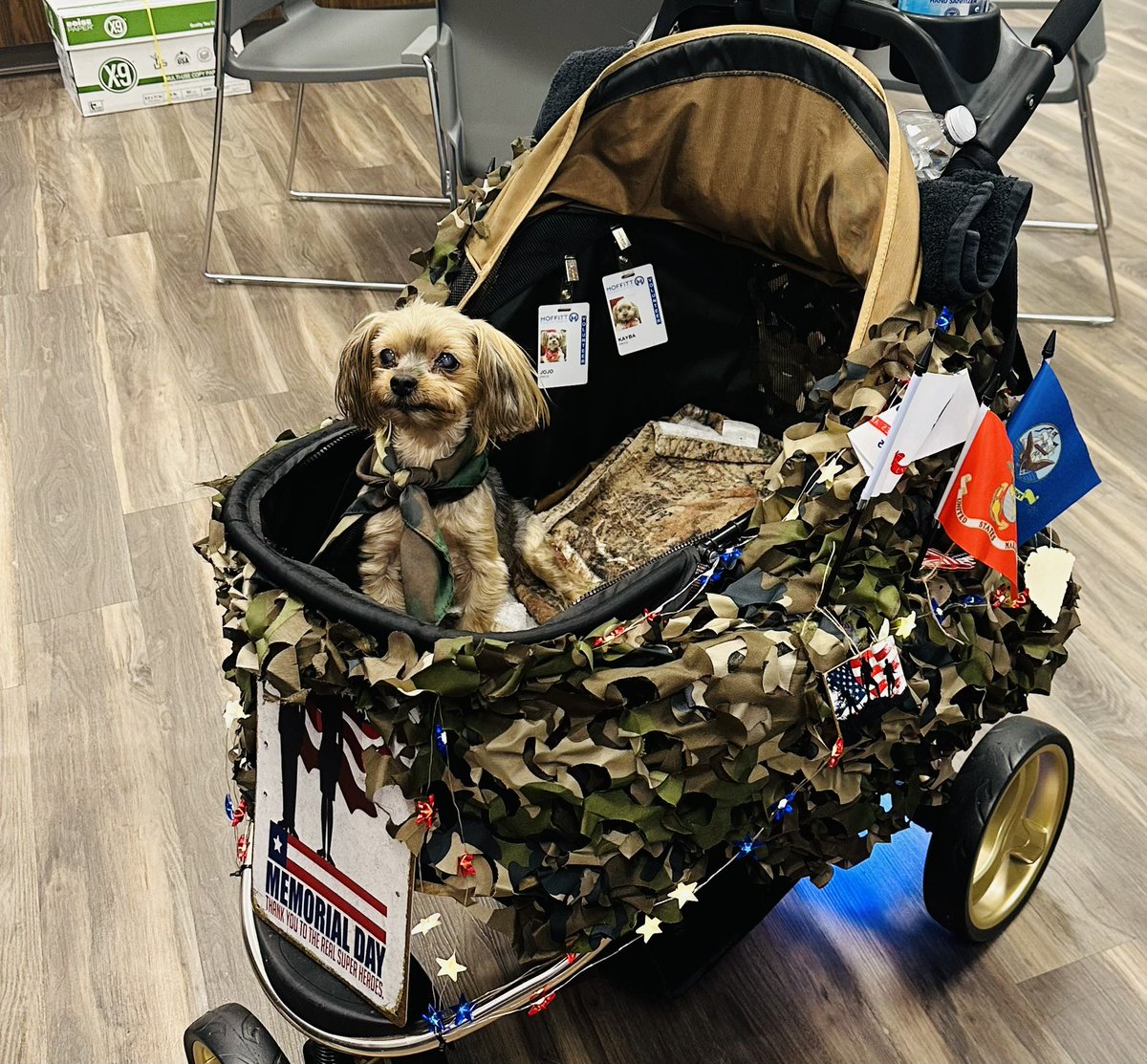 In honor of #Memorial_Day, the patriotic therapy puppies are back in action for our patients <a href="/MoffittNews/">Moffitt Cancer Center</a> in the <a href="/MoffittGYNONC/">MoffittGYNONC</a> clinic with all of our fellows, nurses and APPs 🇺🇸🩵! <a href="/RMWenham/">Robert Wenham</a>