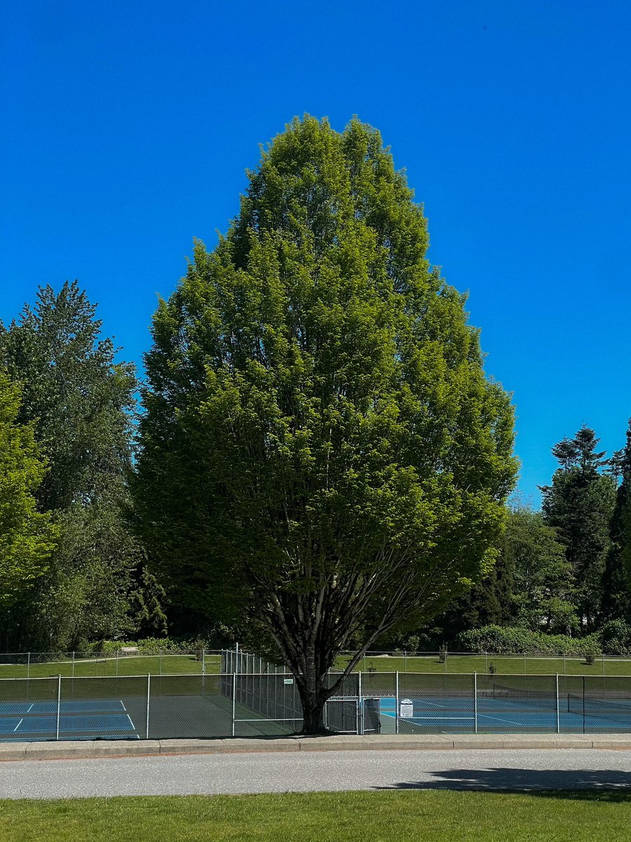 sofpo915's tweet image. 여름이 좋은이유

하늘도 파란데 나무는 미치도록 푸르러서