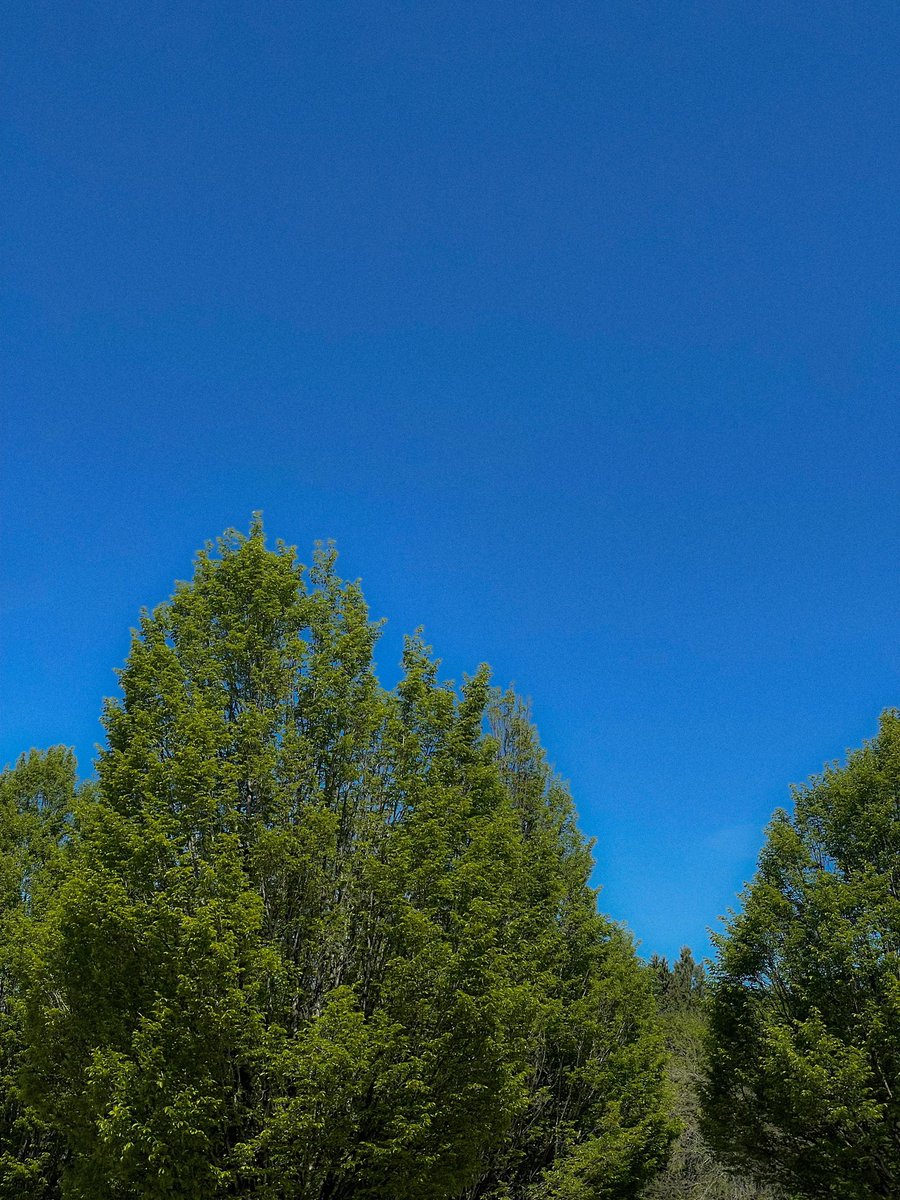 sofpo915's tweet image. 여름이 좋은이유

하늘도 파란데 나무는 미치도록 푸르러서