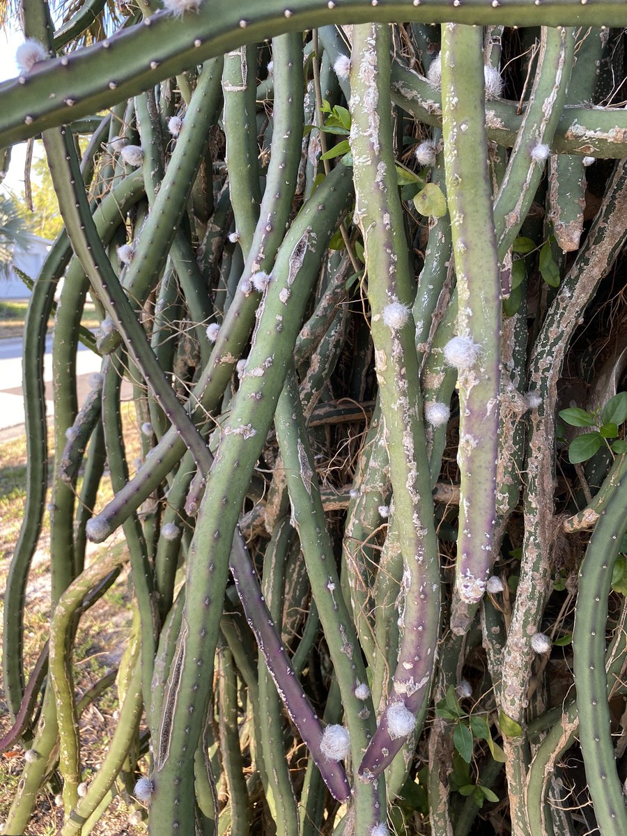 pjlihb's tweet photo. My night blooming cactus’ are getting ready to blow up. #PrincessOfTheNight https://t.co/CI3BkUNn3H