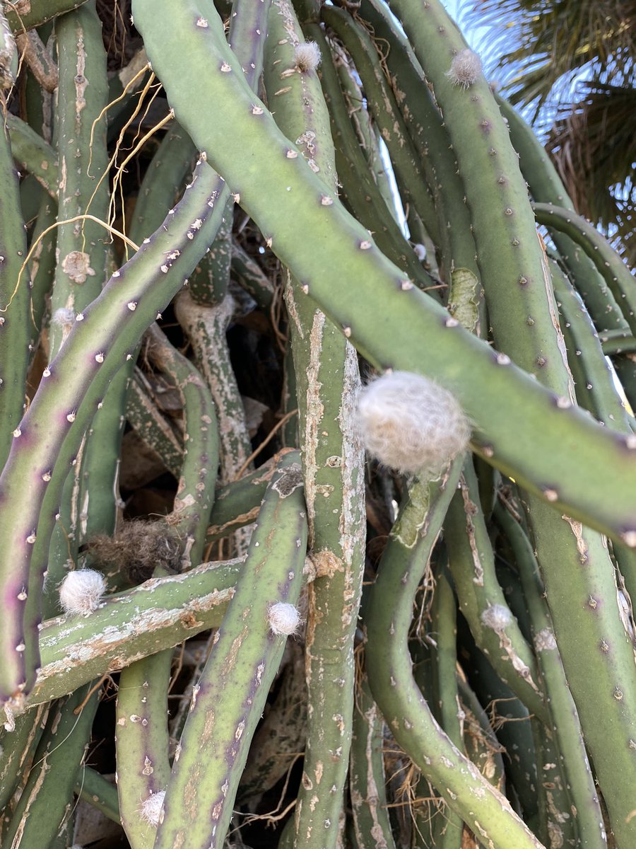 pjlihb's tweet photo. My night blooming cactus’ are getting ready to blow up. #PrincessOfTheNight https://t.co/CI3BkUNn3H