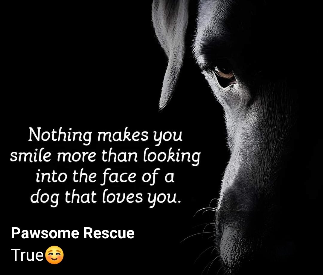 So true.❤️
#dogsarefamily
#dogsoftwitter