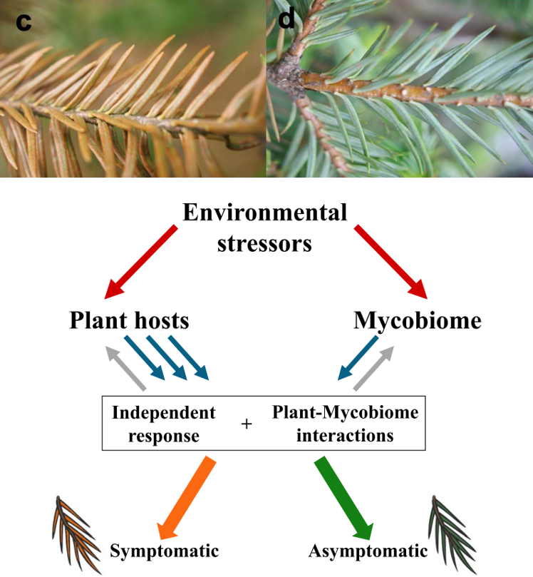RBGVScience's tweet photo. Fungi growing  inside healthy 𝘈𝘣𝘪𝘦𝘴 𝘳𝘦𝘭𝘪𝘨𝘪𝘰𝘴𝘢 (sacred fir) needles regulate their genes differently to those growing in needles affected by air pollution! #rbgvscience #royalbotanicgardensvic #mycology 
Read the paper: https://t.co/0mKbldqZXI https://t.co/HSfU1jIGSH