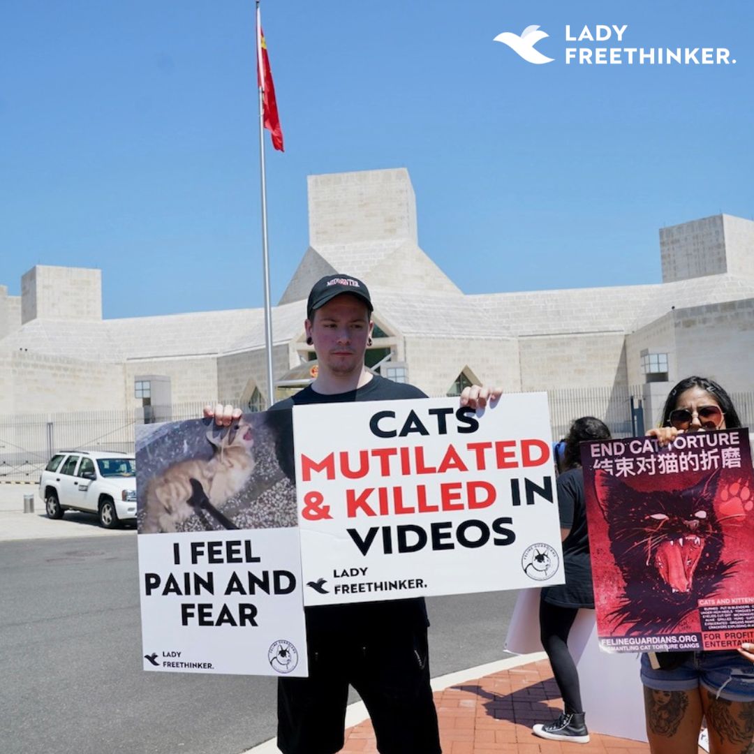 We won’t stop advocating for #cats and #kittens in #China! Lady Freethinker held a peaceful demonstration for cats outside the Chinese Embassy – with over 100,000 petition signatures calling for nationwide legislation protecting cats from torture: ladyfreethinker.org/sign-justice-f…