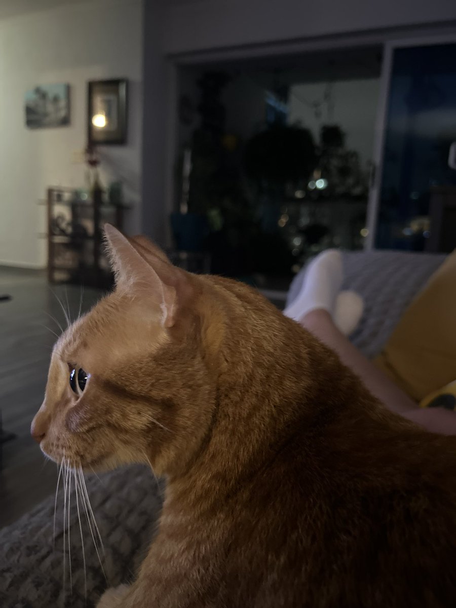 Sarahrosasarias's tweet photo. Lo primero que hago al llegar a casa… ponerme la pijama y ver las noticias si me da el chance.. con mi #Fulo encima!!!! 😻 https://t.co/lbesjbW1Iv