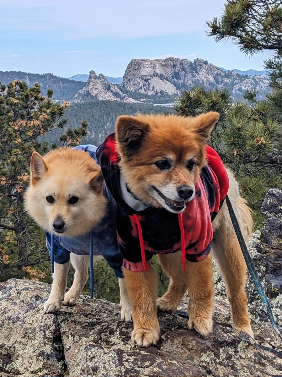 them2dogs's tweet photo. More days in the #blackhills visiting the forest, #mountrushmore and #windcavenationalpark with these pups! #dogswhohike #mountaindog #dogsofinstagram #dogsofx #dogsiblings https://t.co/1XtyyLG46R