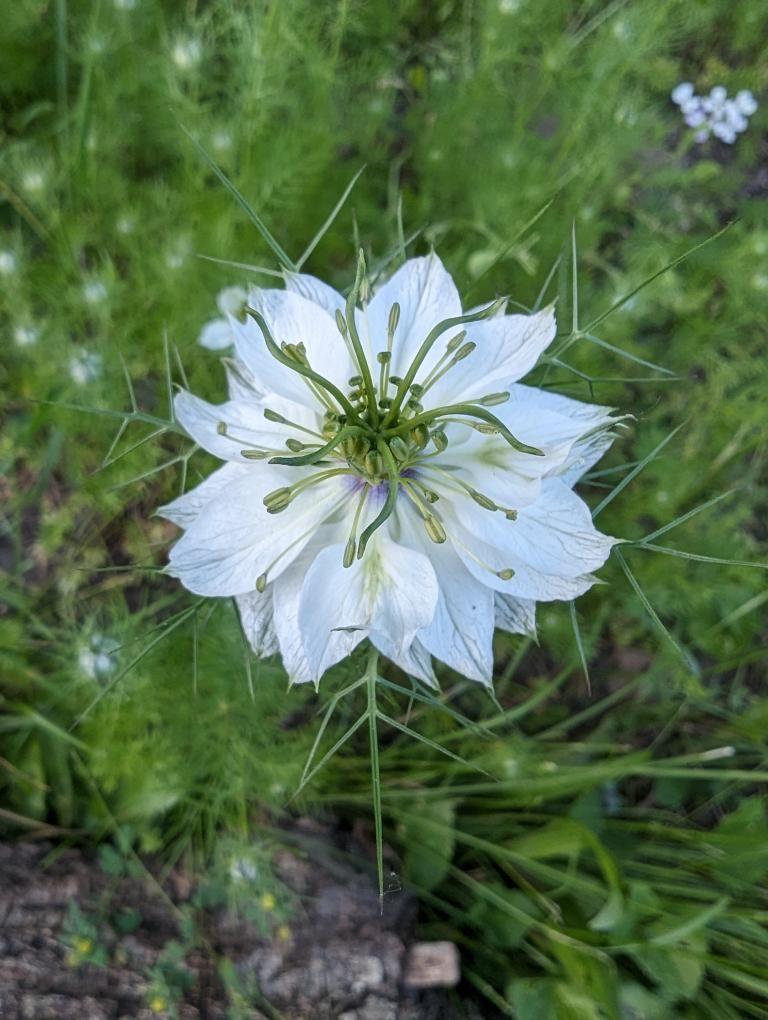 My buddy sent me his first blackseed bloom as well🤍: