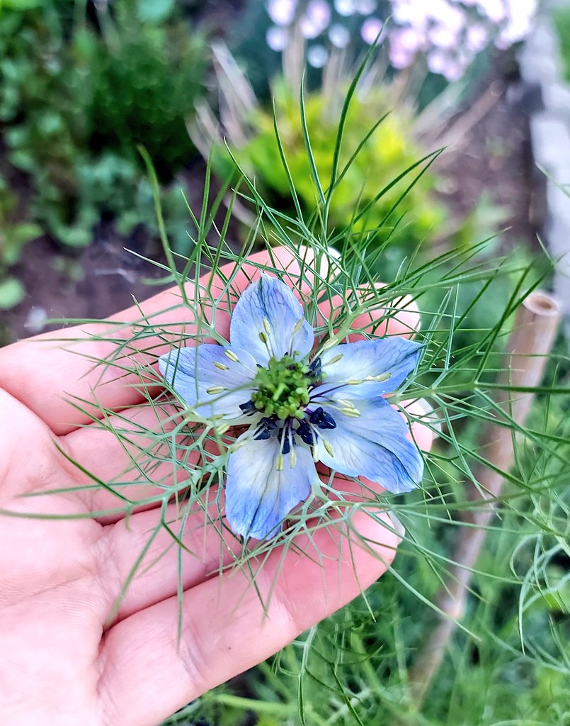 The first blackseed bloom 💙