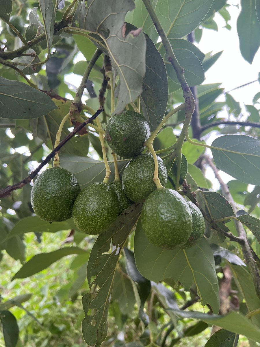 Green_Beli's tweet photo. Green Beli's RWAs: Tokenizing a real-world tree as an NFT Tree.
$GRBE $GMETA #RWAs #NFTtree https://t.co/RaoESdIp3i