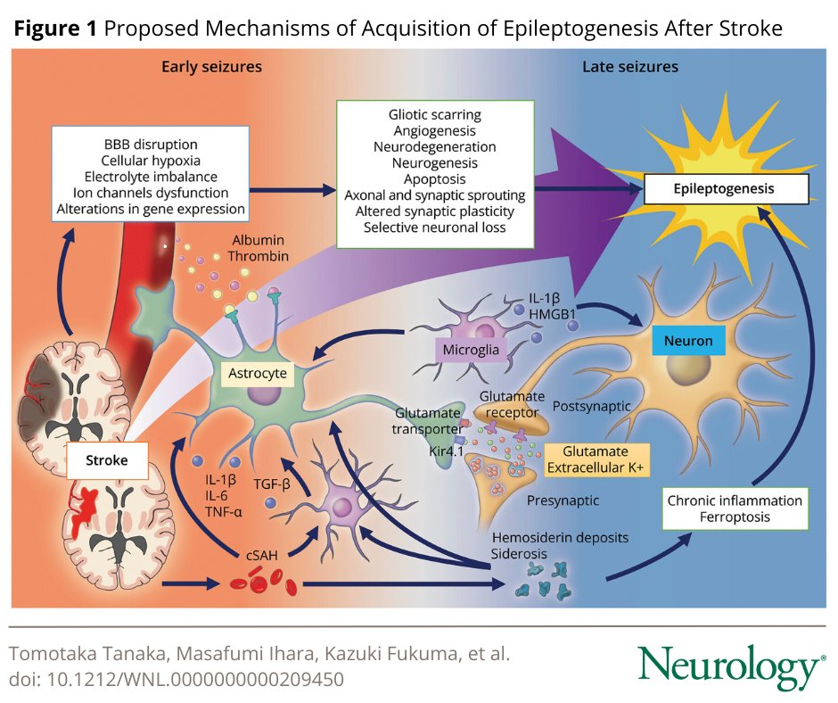 This review summarizes the current understanding of poststroke epileptogenesis, its risks, prognostic models, prophylaxis, and strategies for secondary prevention of seizures and suggests strategies to advance research: https://t.co/SG5Ia5e10H 