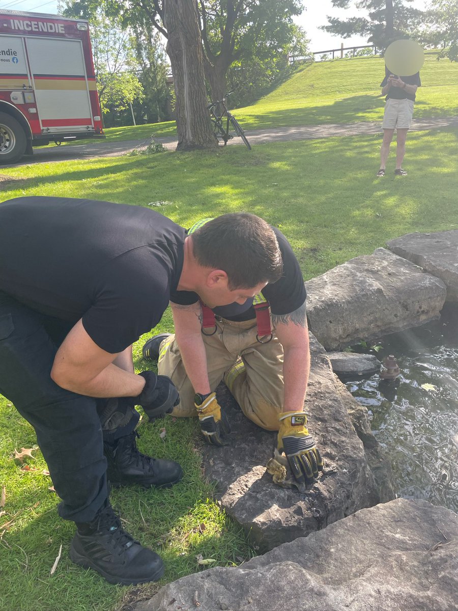 While our partners from @OttawaPolice do their great work and hopefully catch this suspect, our Firefighters stopped to help a Canada Goose that was stuck between two rocks at Lemieux Island late this afternoon. Firefighters were able to safely get the goose out from the rocks,