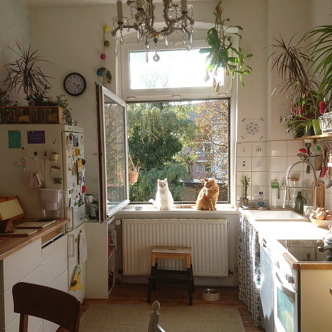PostsOfCats's tweet photo. https://t.co/Cjg9cgP7r6