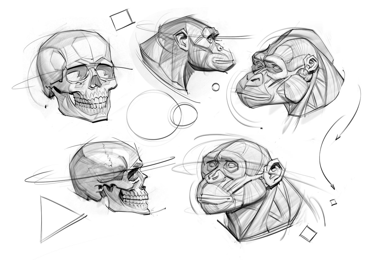 Morning sketches of my @prokotv skull, and my Jun's Anatomy mannequins of a chimp and gorilla:) #gorilla #chimpanzee #primate #mammals #animalanatomy #humananatomy #anatomy #skulls #gottogetbetter #gestures #drawing #lineart #art #gesturedrawing #figuredrawing